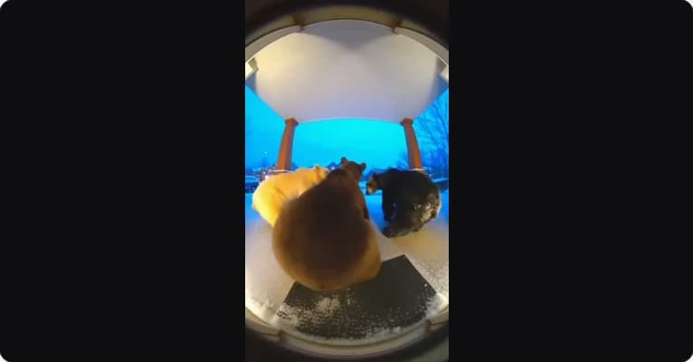 Video frame: dogs at the door on a doorbell camera